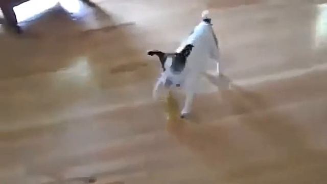 Смешные утята