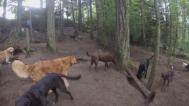 Animal Magnetizm Dog Daycare 5/6/14 B смотреть онлайн