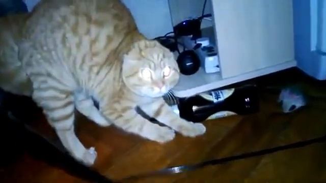 My cat does not like flowers Видимо мой кот не любитель цветов смотреть онлайн