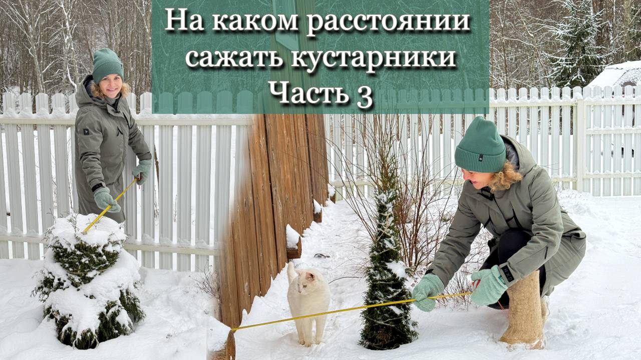 Входная зона. Разбор композиции из кустарников. Часть 3