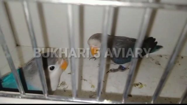 Lovebirds Business Plan|Lovebird Feasibility Report|How To Start Lovebirds Business@bobykgaming