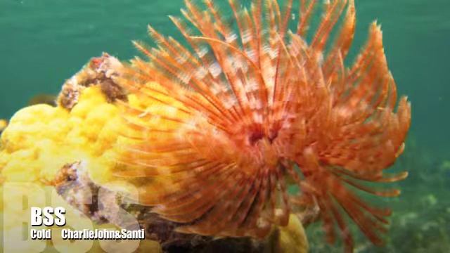 Charlie John & Santi - Cold смотреть онлайн