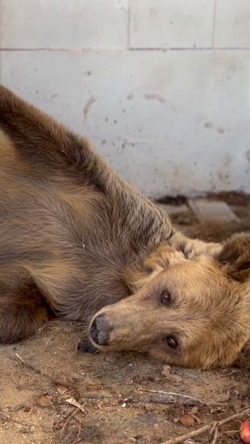 Медведица Сайгара релаксирует. смотреть онлайн