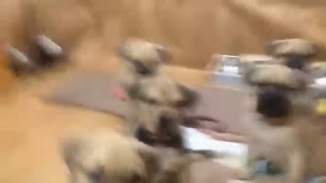 Продаются щенки Ка Де Бо Киев 0503419294