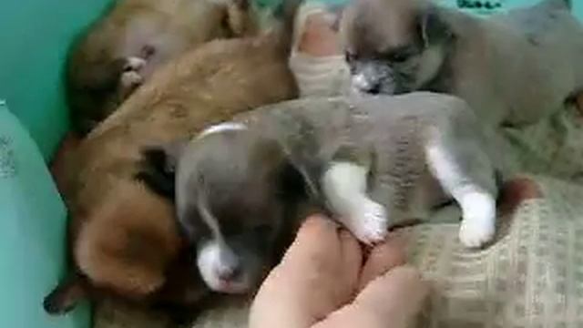 chihuahua www.nasvit.com Kennel 