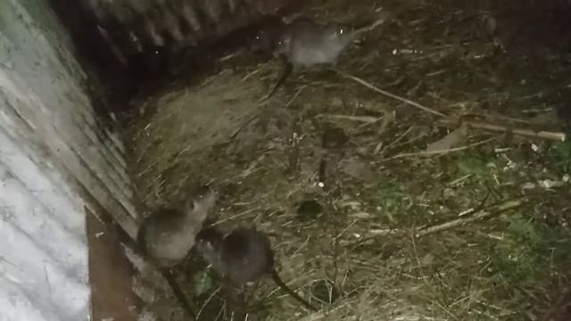 Вольєр для утримання нутрій __ плюси і мінуси смотреть онлайн