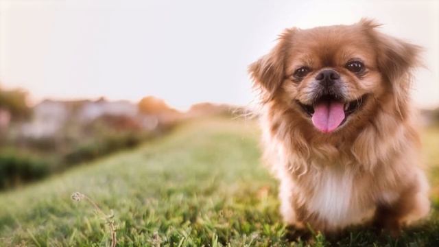 These Are The 10 Unique Chinese Dog Breeds