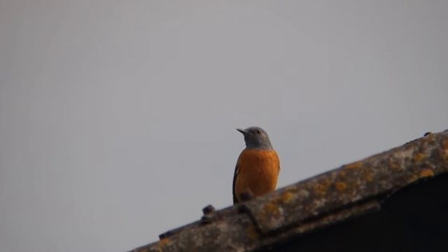 Rode Rotslijster - Monticola saxatilis | Common Rock Thrush. Zelhem, The Netherlands. 22-5-2016 смотреть онлайн