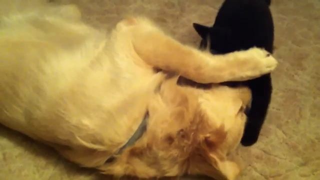 Gloden Retriever And Schipper Dog