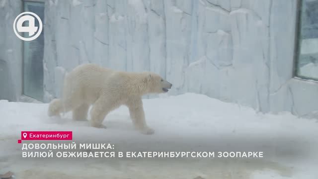 Довольный мишка: Вилюй обживается в екатеринбургском зоопарке смотреть онлайн