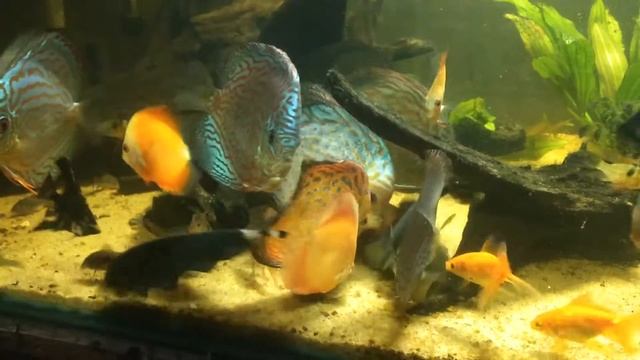 My discus aquarium update. Angels and goldfishes added. смотреть онлайн