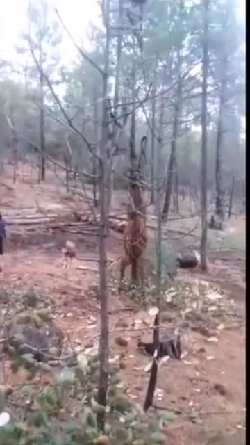 Когда плохо учился в школе. Перепутал центр тяжести.