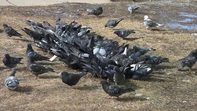 Голубиная кормежка 25.03.2016 смотреть онлайн