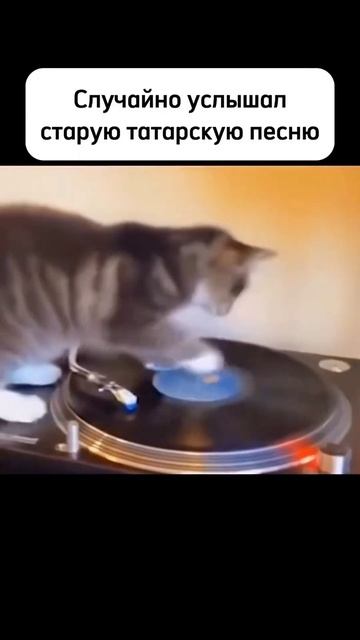 Когда услышал татарскую песню смотреть онлайн
