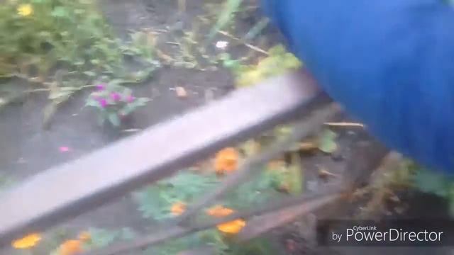 Я отпускаю лягушку Блум на волю смотреть онлайн