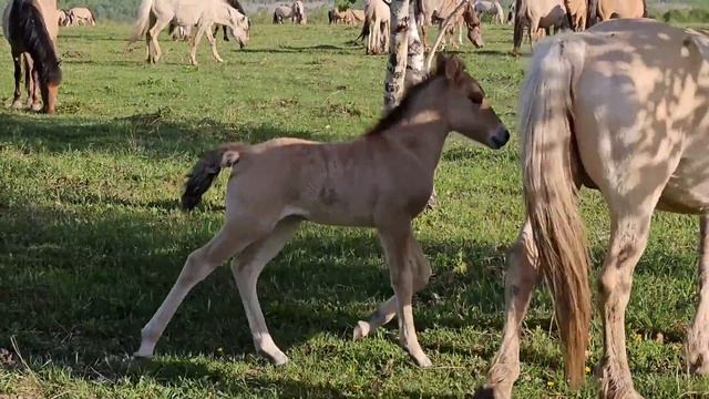Готовимся к 9 Мая / Установили в нашем родном селе Улу-Теляк бюст Шаймуратову Минигали Мингазовичу смотреть онлайн