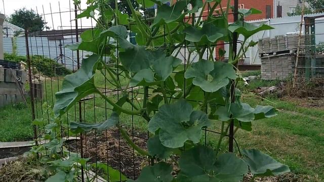 Начало июля. Томаты в саду. смотреть онлайн
