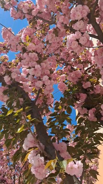 На юге России цветёт сакура!❤️ #сакура #весна #цветы смотреть онлайн