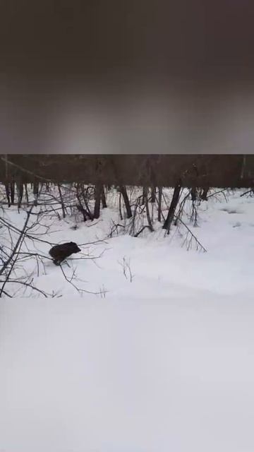 Встретил Маленького очень сердитого Кабана#shorts смотреть онлайн