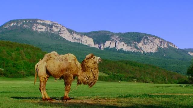 Из за гор...      Неспетое Высоцким