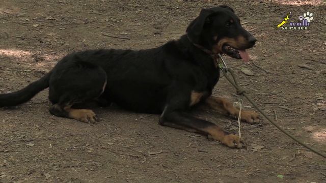Босерон, мяч и резинка, четыре упражения
