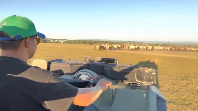 Туристы увидели как появляется жеребенок/ Завезли дополнительные корма животным/ КФХ Идиятуллин смотреть онлайн