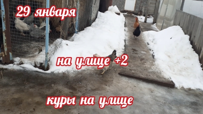 выпустил погулять... смотреть онлайн