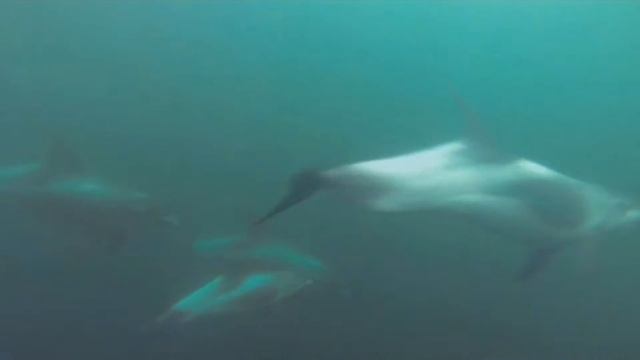 White beaked Dolphin смотреть онлайн