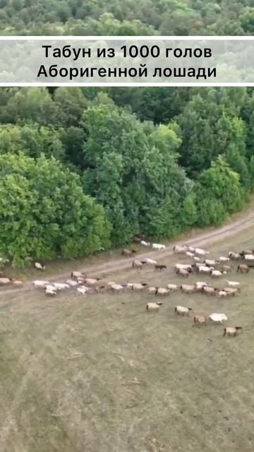 Огромный табун Аборигенных лошадей #shorts смотреть онлайн