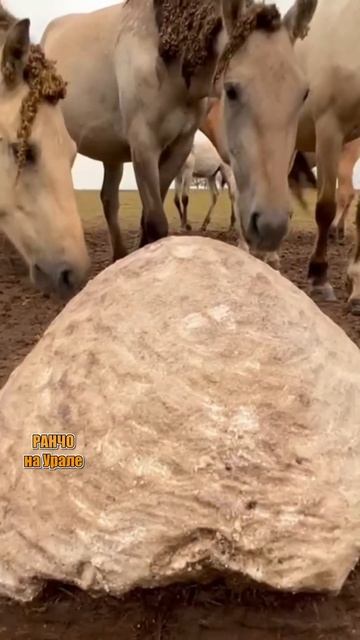 Башкирские лошади сделали из соли муравейник #shorts смотреть онлайн