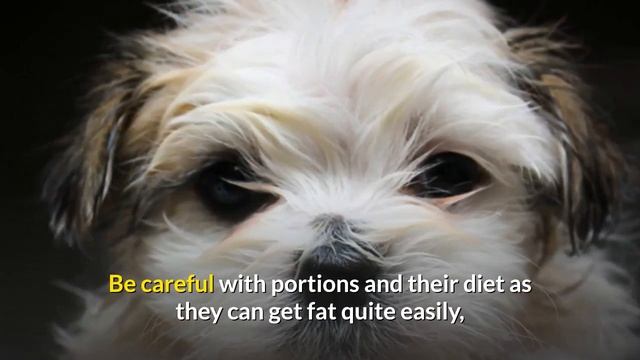 Interesting Facts About The Shih Tzu Beagle Mix (Bea-Tzu) | Should You Get A Bea-Tzu?