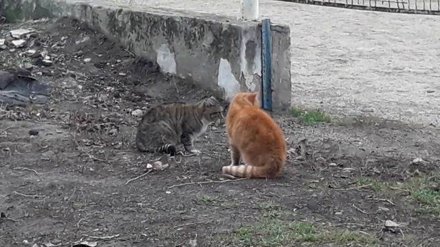 Коты делят территорию смотреть онлайн