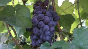 Мускат изюмский 2023 - вкус вне конкуренции