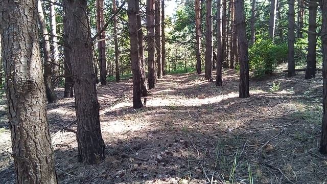 Культура кинологии.https://vk.com/sha_layka