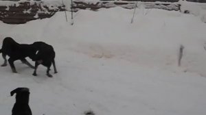 Beaucerons and lots of snow)))