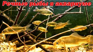 Речные рыбы в аквариуме [Караси в домашнем аквариуме]