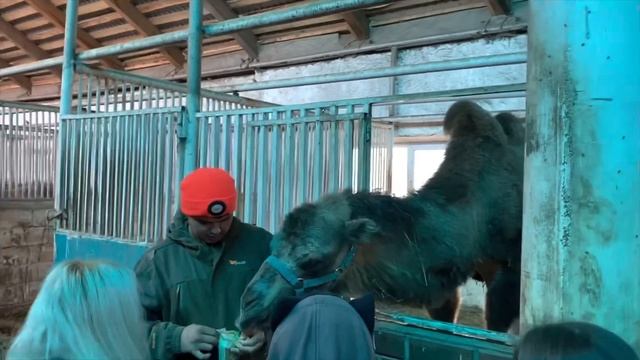 Экскурсия по нашему Ранчо на Урале/ Один день из жизни фермера/ КФХ Идиятуллин смотреть онлайн