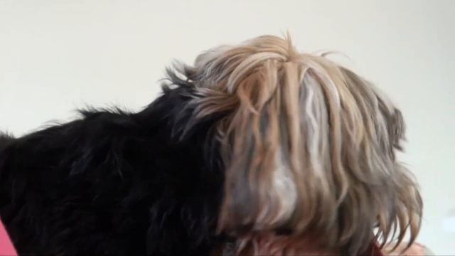 Punk & Rocky - Lhasa Apso And Yorkshire Kidding