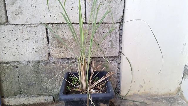 Our Mini Vegetable Garden l Container Gardening l Day Off Hobby l The Off Duty Supervisor смотреть онлайн