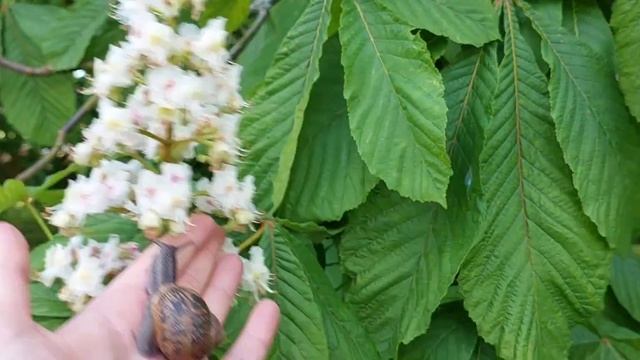 Athboy Park Fair Green. Прогулянка з Равликом 🐌 12.05.23 смотреть онлайн