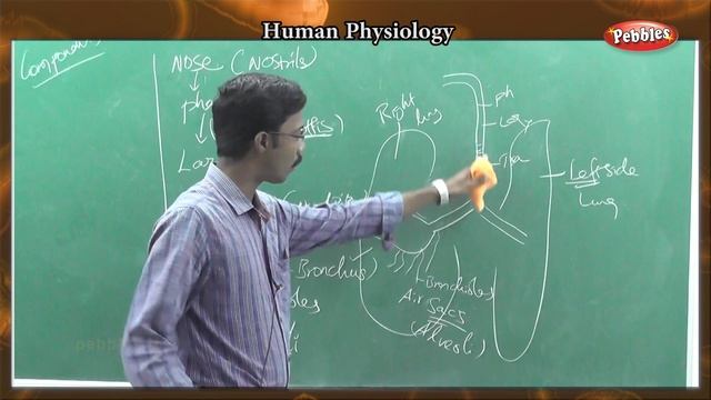Zoology - Human Body - Respiration - Why we need Oxygen? - ATP during Respiration CO2 & water смотреть онлайн