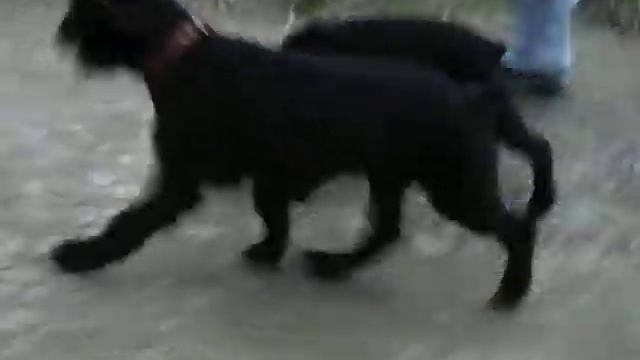 п-к Роман-Кош.Роман-Кош Ореанда и РК Октава Квинта 3,5 мес. дети РК Баттерфляй и ГХ Шайна 3 смотреть онлайн