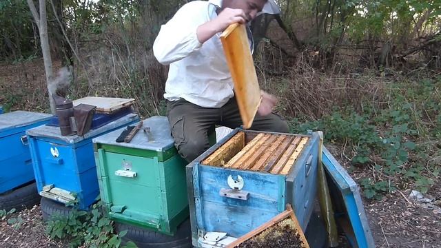 Порода Карника Скленар її характеристики і особливості.