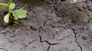 Огурцы в колёсах.