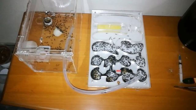 Shifting my C. parius into a new formicarium смотреть онлайн