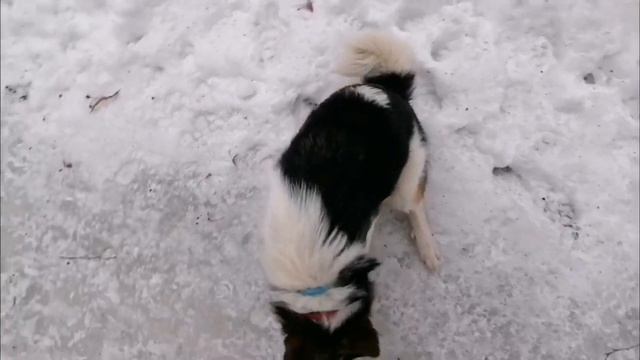 Шалайка Таккик помощник.