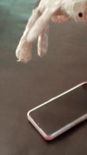 sad cat Dance rabbit? смотреть онлайн