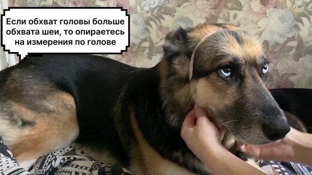 Светящиеся ошейники смотреть онлайн