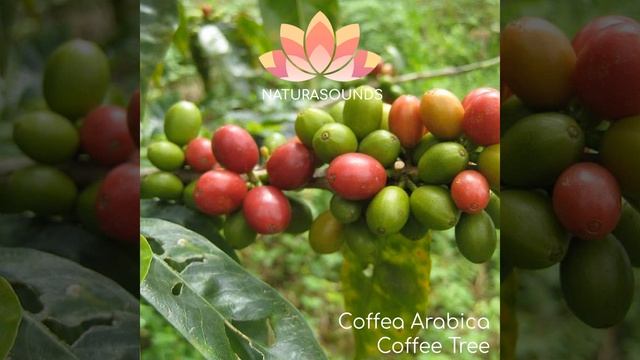 Coffea Arabica - Coffee Tree смотреть онлайн