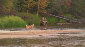 Приключения пушистой банды.
1 часть